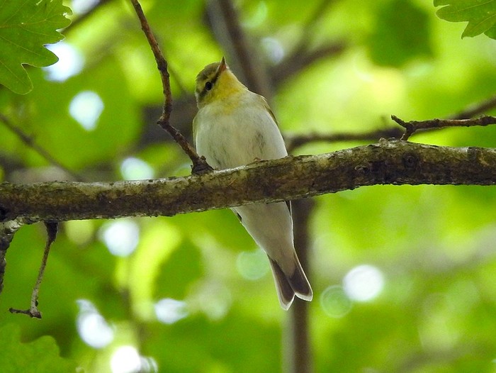 Wood Warbler