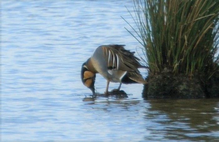 Baikal Teal