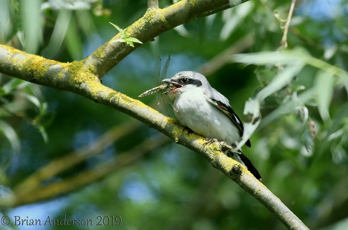 Great Grey Shrike