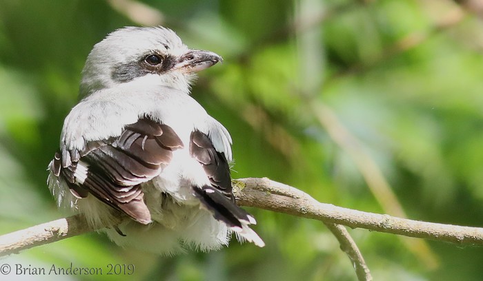 Great Grey Shrike
