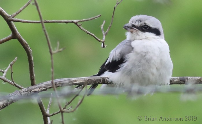 Great Grey Shrike