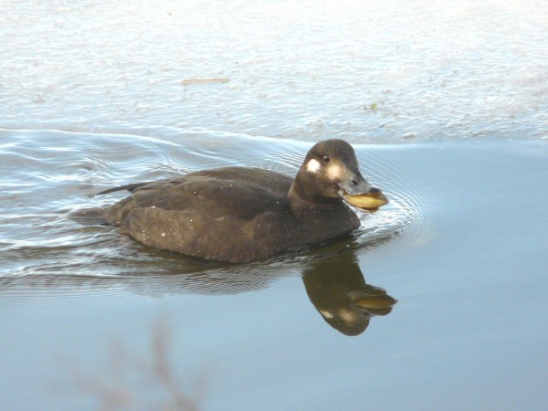 Velvet Scoter