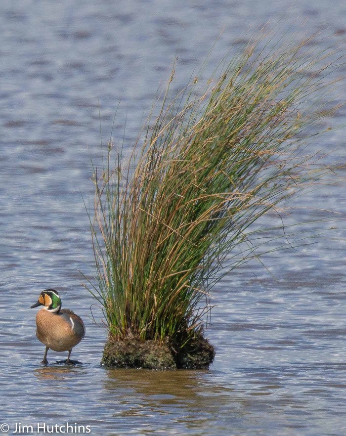 Baikal Teal