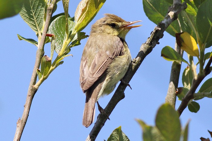 Melodious Warbler