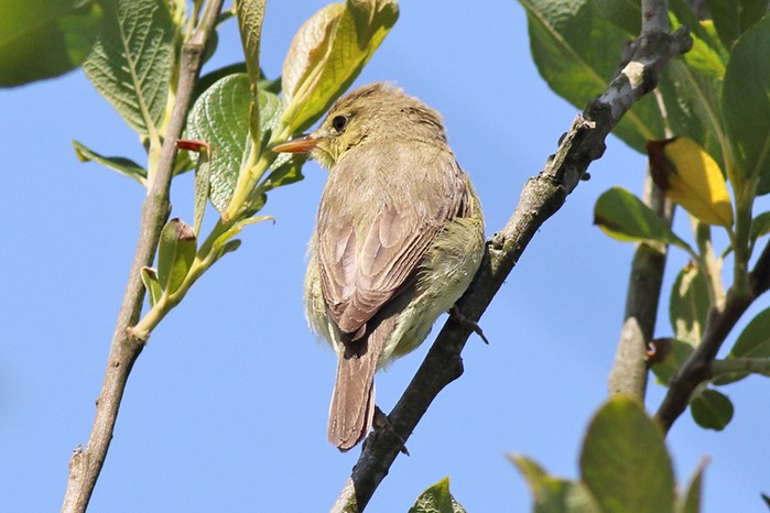 Melodious Warbler