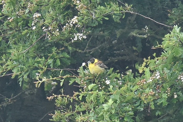 Black-headed Bunting