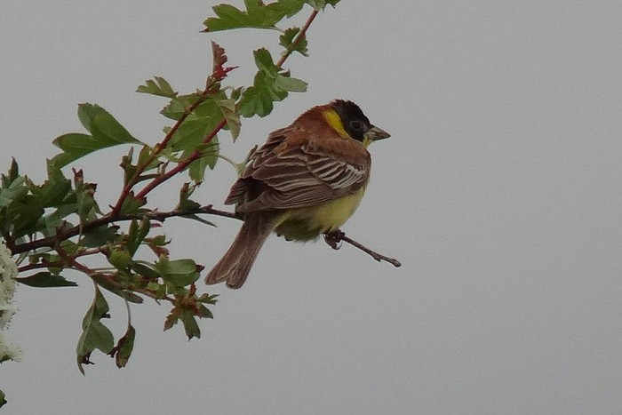 Black-headed Bunting
