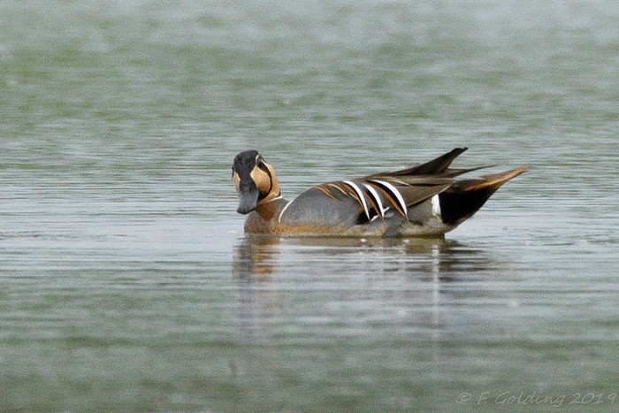 Baikal Teal