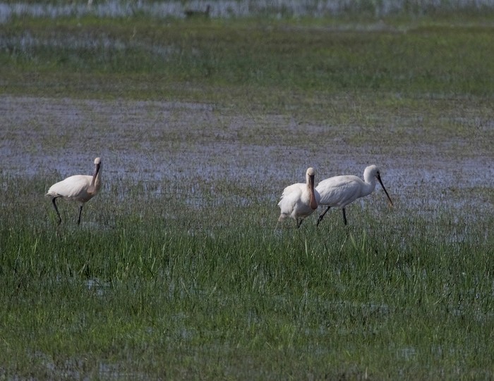 Spoonbill