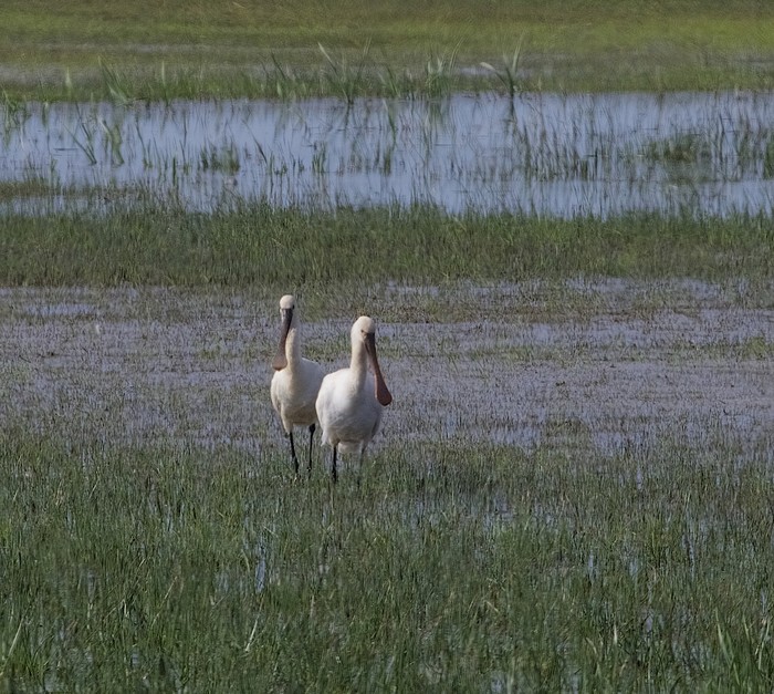 Spoonbill