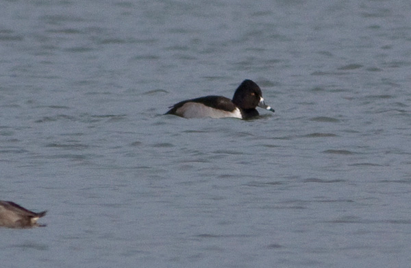 Ring-necked Duck