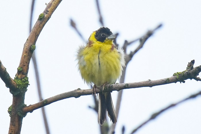 Black-headed Bunting