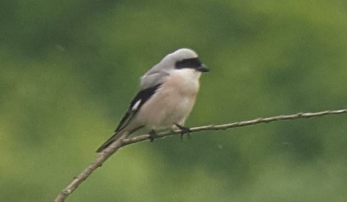 Lesser Grey Shrike