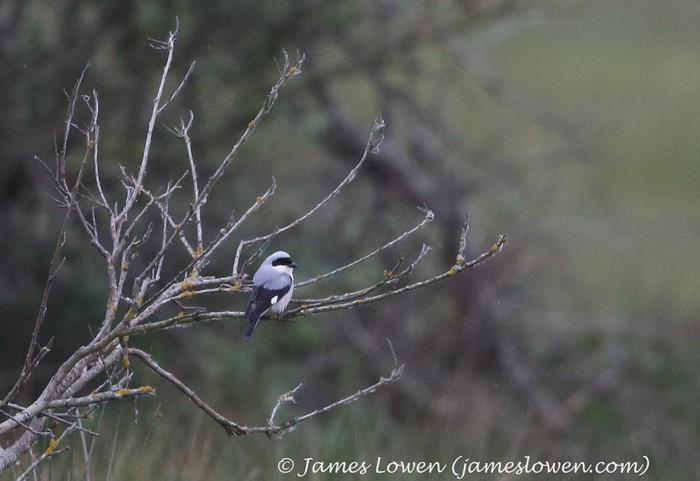 Lesser Grey Shrike