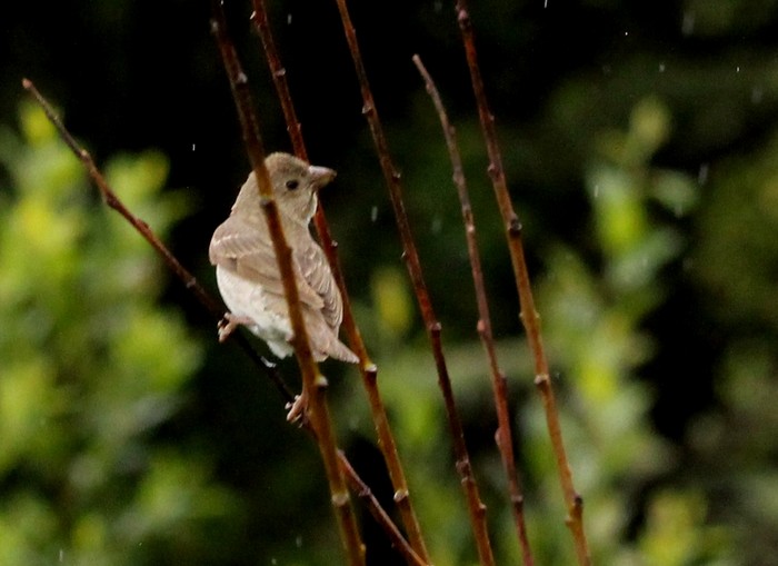 Common Rosefinch