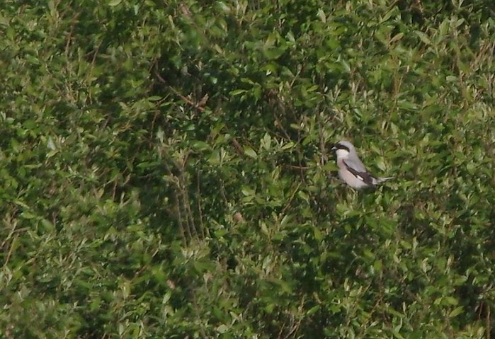 Lesser Grey Shrike