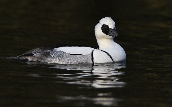 Smew
