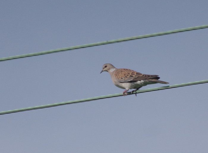 Turtle Dove