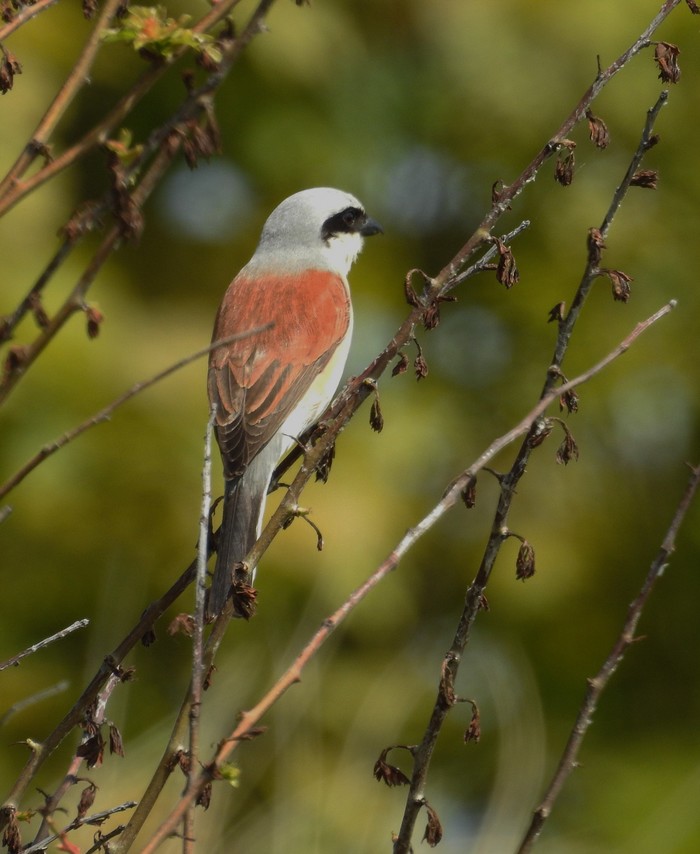 Red-backed Shrike