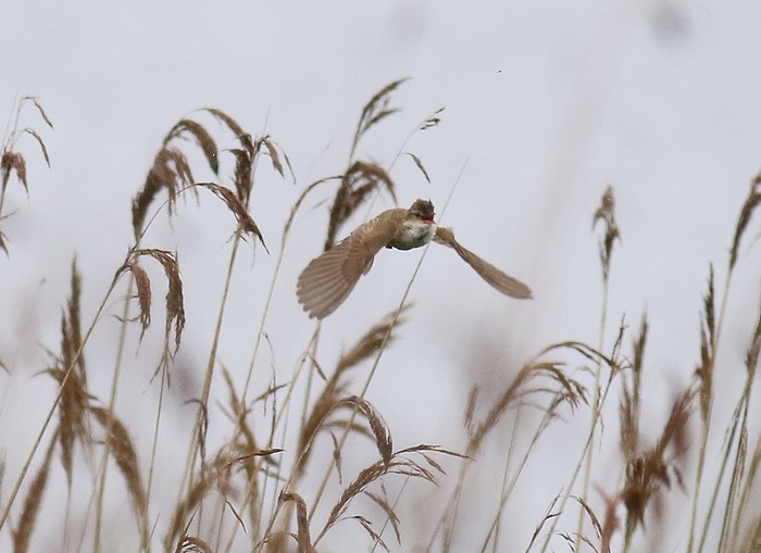 Great Reed Warbler