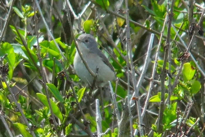 Subalpine Warbler