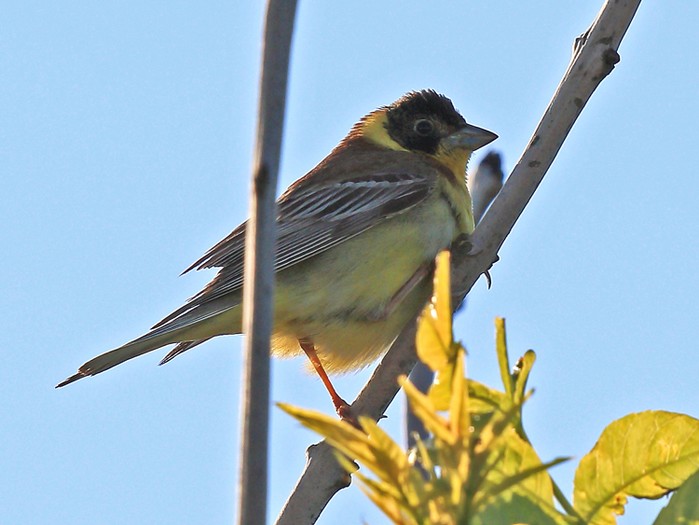 Black-headed Bunting
