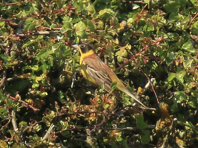Black-headed Bunting