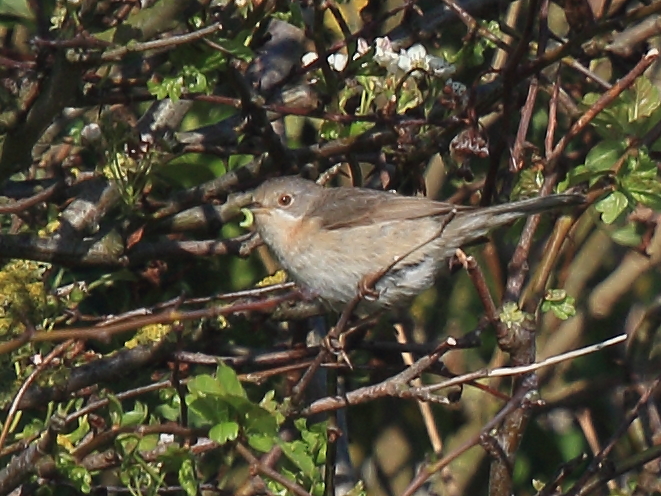 Subalpine Warbler