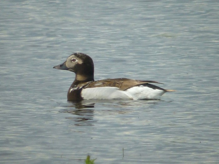 Long-tailed Duck