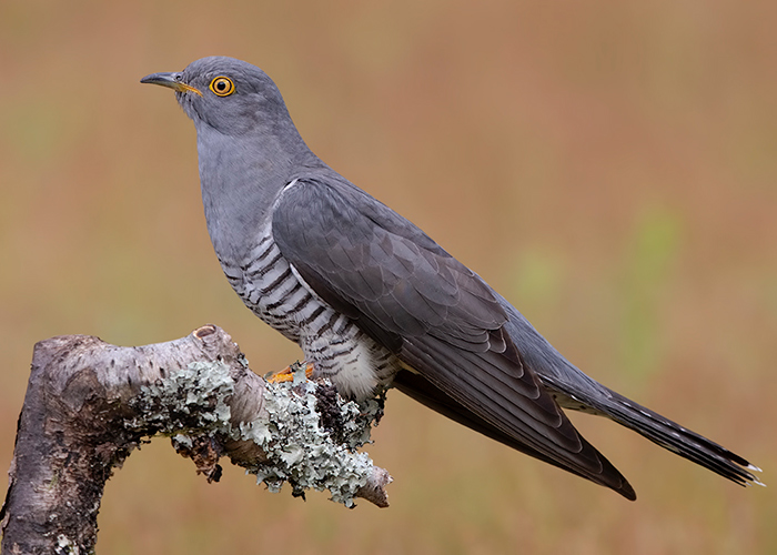 Cuckoo