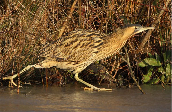 Bittern