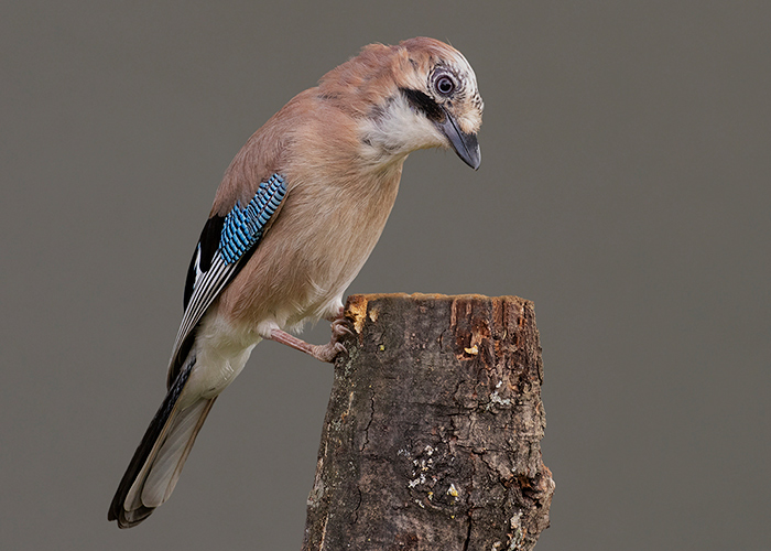 Jay