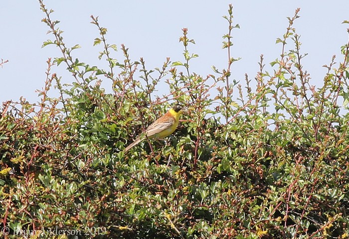 Black-headed Bunting