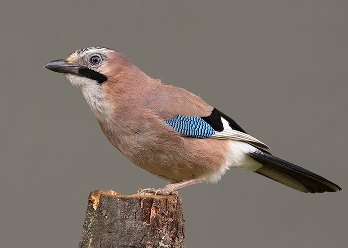 Jay