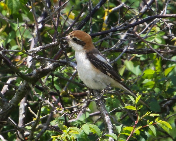 Woodchat Shrike