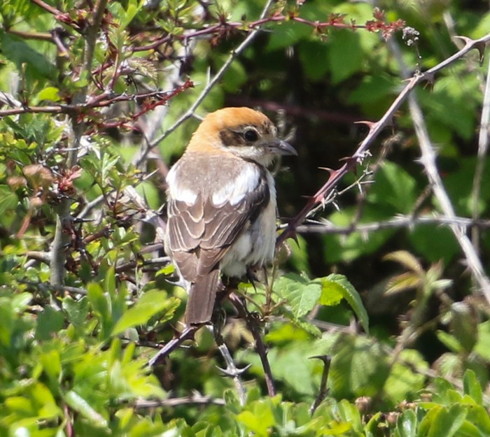 Woodchat Shrike