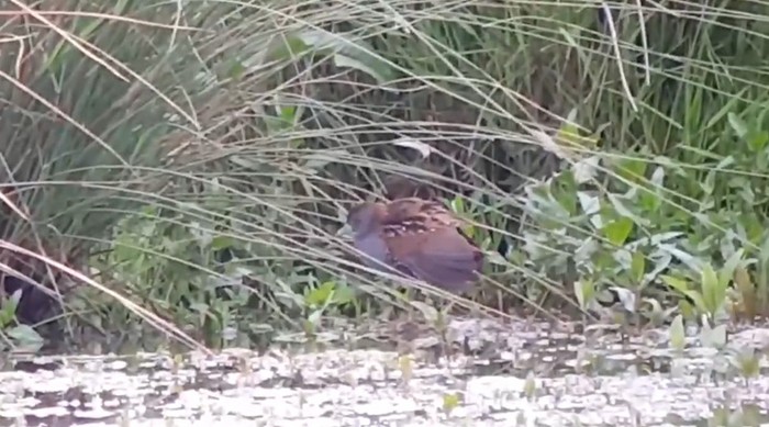 Baillon's Crake