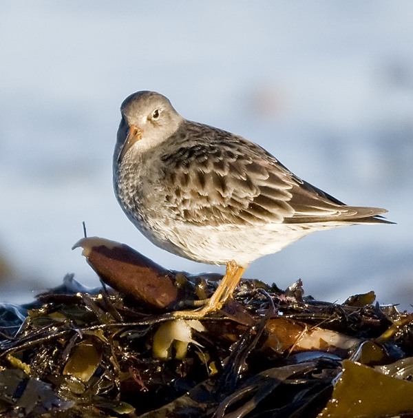 Purple Sandpiper