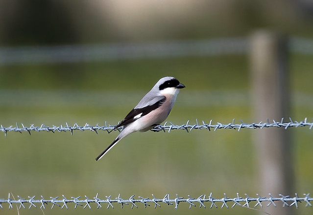 Lesser Grey Shrike