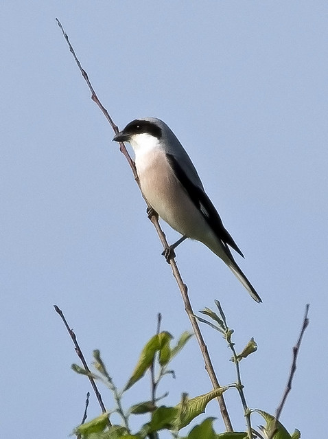 Lesser Grey Shrike