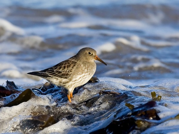 Purple Sandpiper