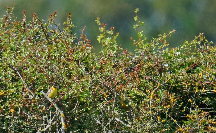 Black-headed Bunting