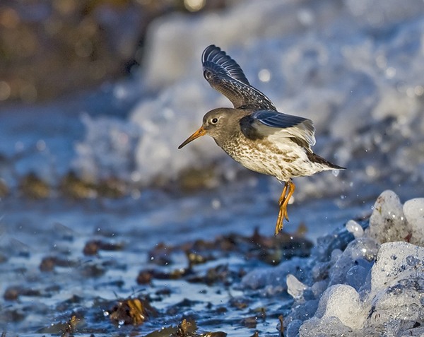 Purple Sandpiper