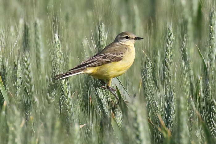 Yellow Wagtail