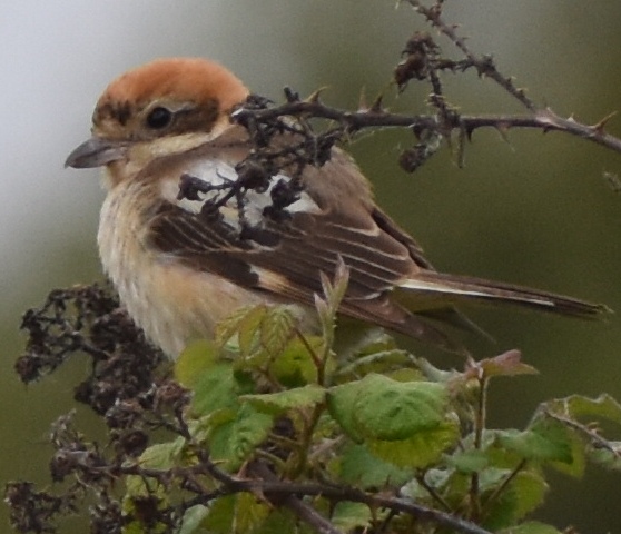 Woodchat Shrike