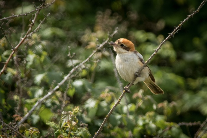 Woodchat Shrike