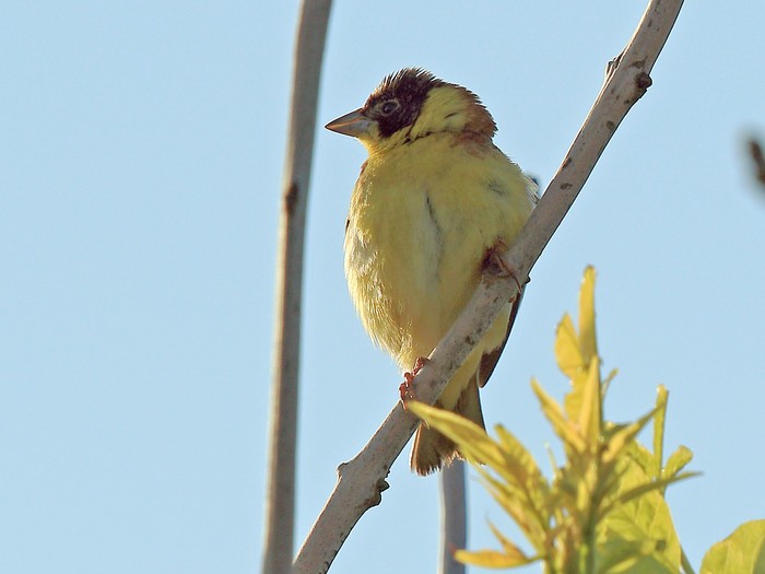 Black-headed Bunting
