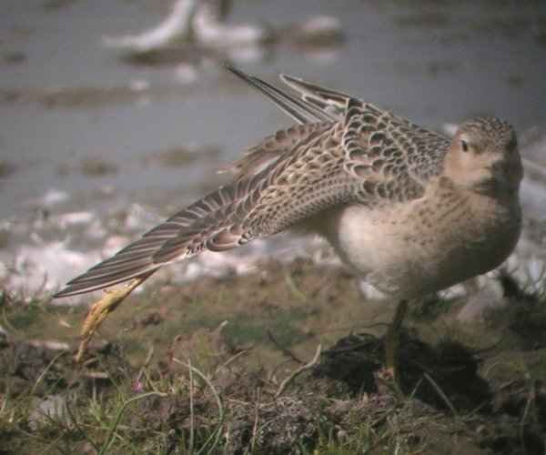 Buff-breasted Sandpiper