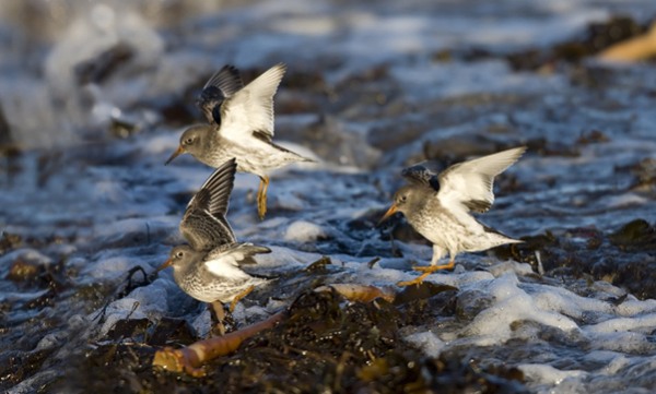Purple Sandpiper