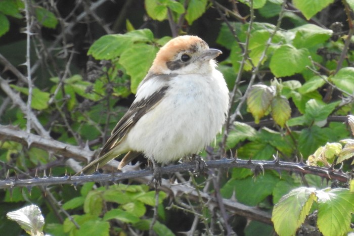 Woodchat Shrike